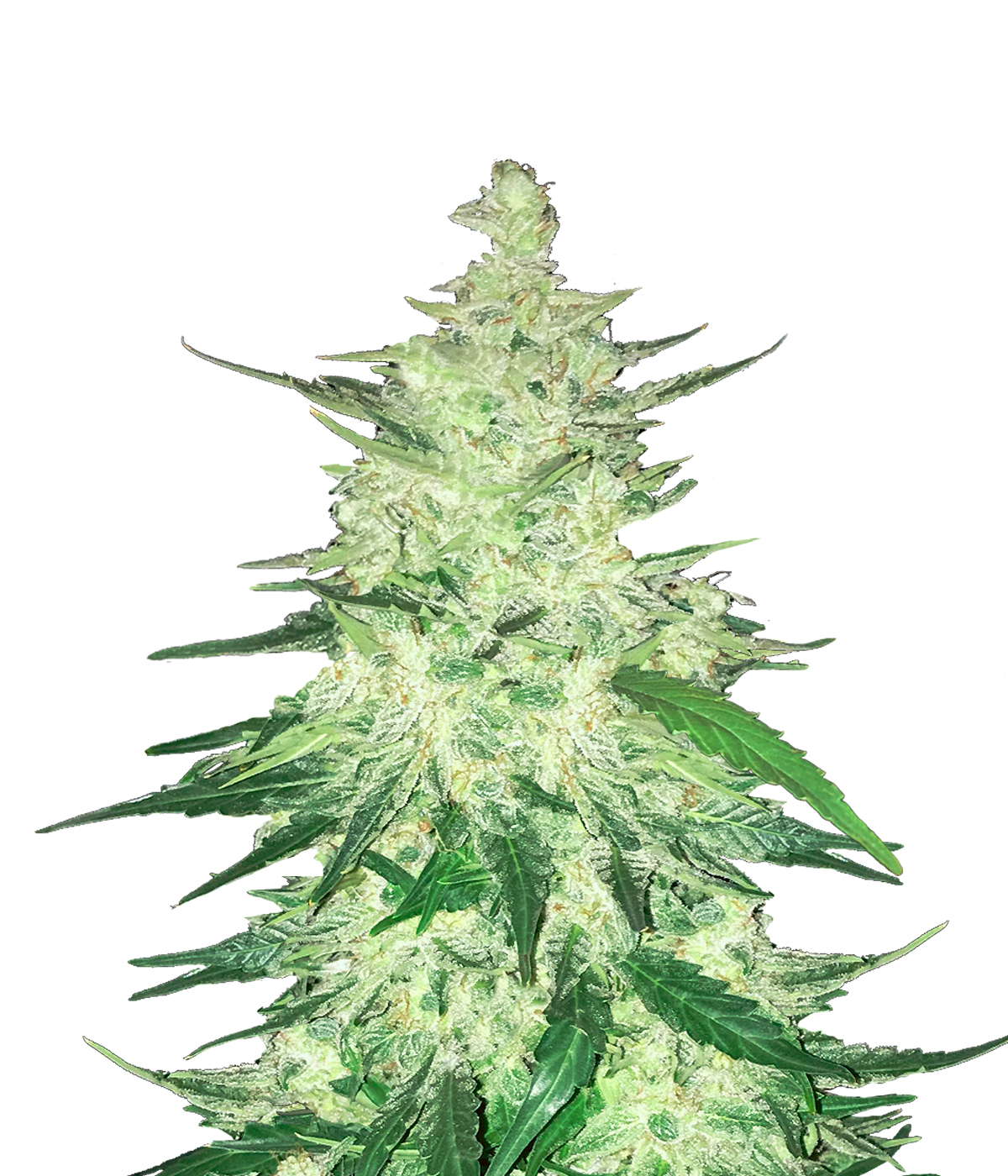 CBD Auto 1:1 (CBD Crack)