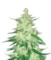 CBD Auto 1:1 (CBD Crack)