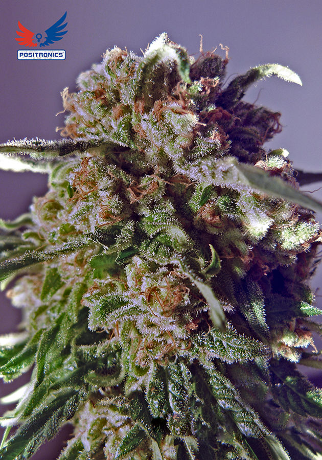 CBD+ Black Widow