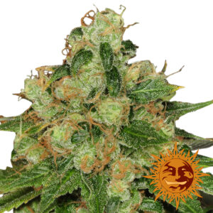 CBD Caramel Reg.
