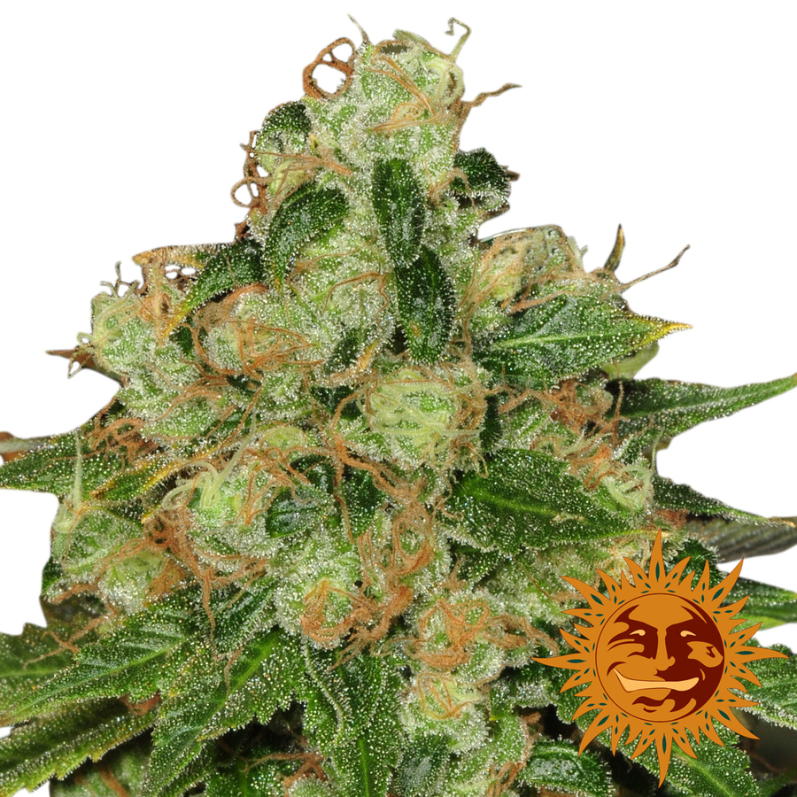 CBD Caramel Reg.
