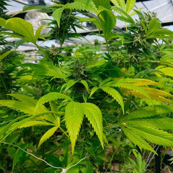 CBD Cheese (BBFF)
