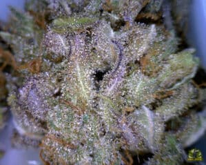 CBD Critical Mass