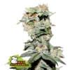 CBD Critical XXL
