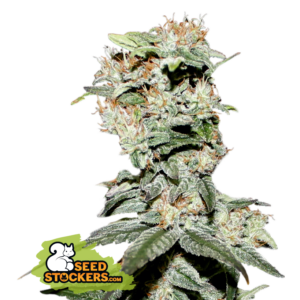 CBD Critical XXL