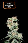 CBD Critical XXL Auto