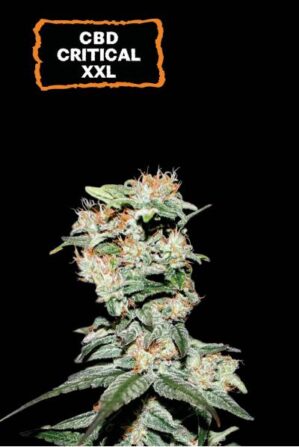 CBD Critical XXL Auto