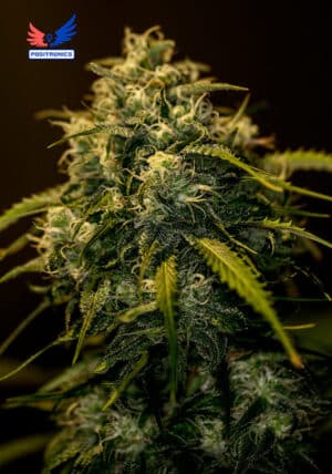 CBD+ Jack Diesel