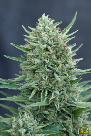 CBD Med Gom Auto