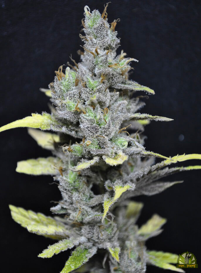 CBD Medi Haze