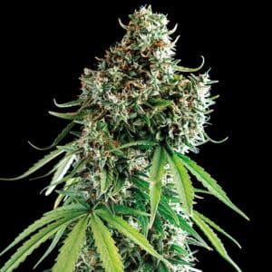 CBD Medi Kush