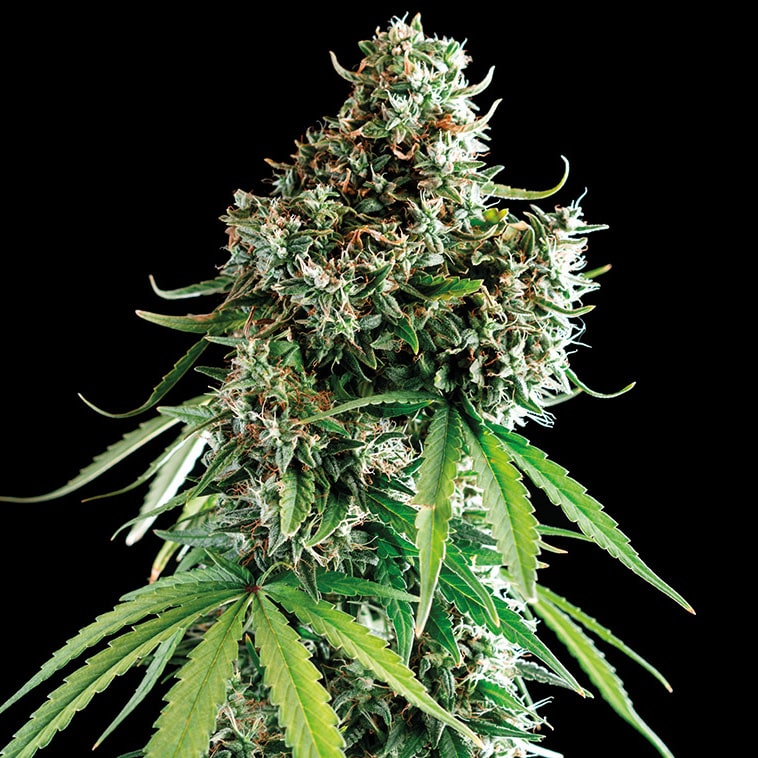 CBD Medi Kush