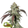 CBD Northern Lights
