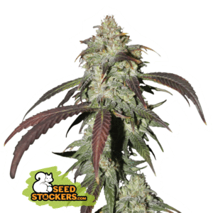 CBD Northern Lights
