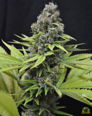 CBD SharkShock
