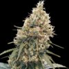 CBD Spliff Berry