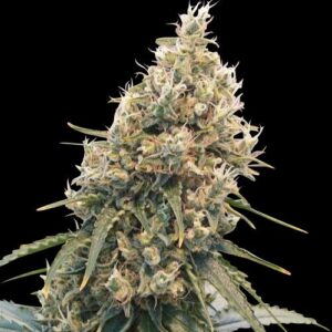 CBD Spliff Berry