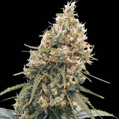 CBD Spliff Berry