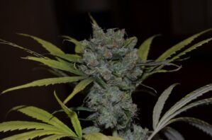 CBD Sweet & Sour Widow Reg.