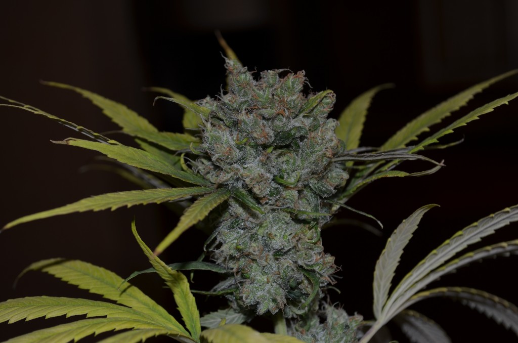 CBD Sweet & Sour Widow Reg.