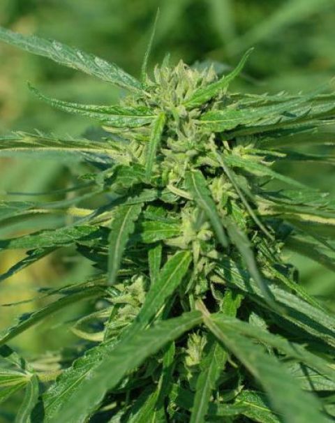 CBD Terra Italia 40:1