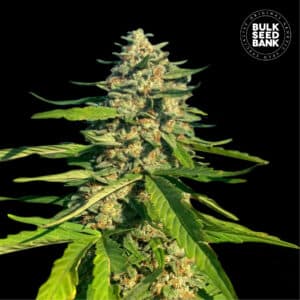 CBG Critical Mass