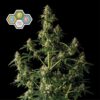 CBG Relief Auto