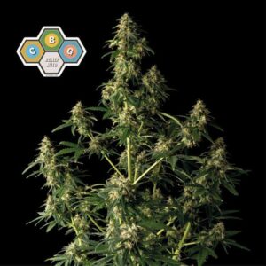 CBG Relief Auto
