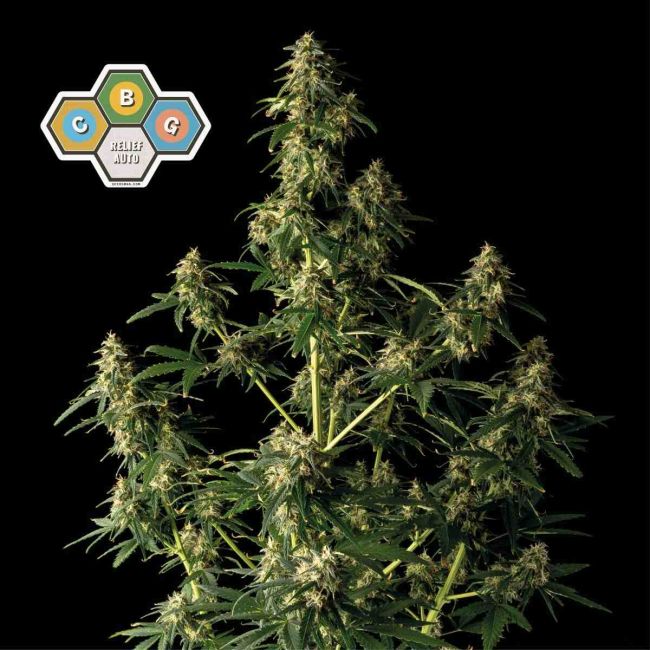 CBG Relief Auto