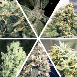 Ceres Mix