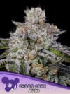 Chaos Cake Auto