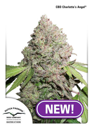 Charlotte’s Angel CBD