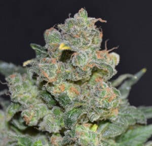 Cheese (CBD Seeds)