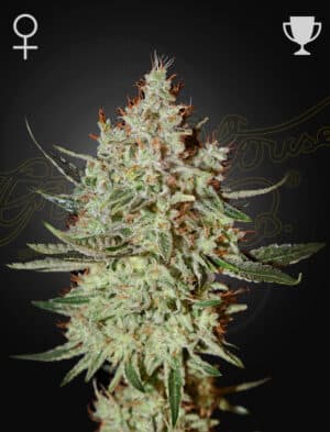 Cheese (Green House Seed)