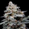 CheMACal Romance Auto (DNA Genetics Seeds)