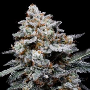 CheMACal Romance Auto (DNA Genetics Seeds)