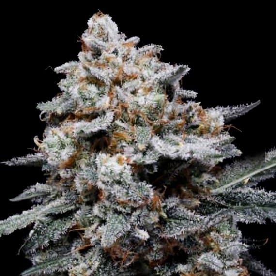 CheMACal Romance Auto (DNA Genetics Seeds)