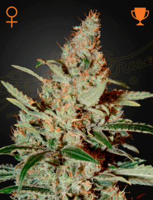 Chemdog (Green House Seeds)