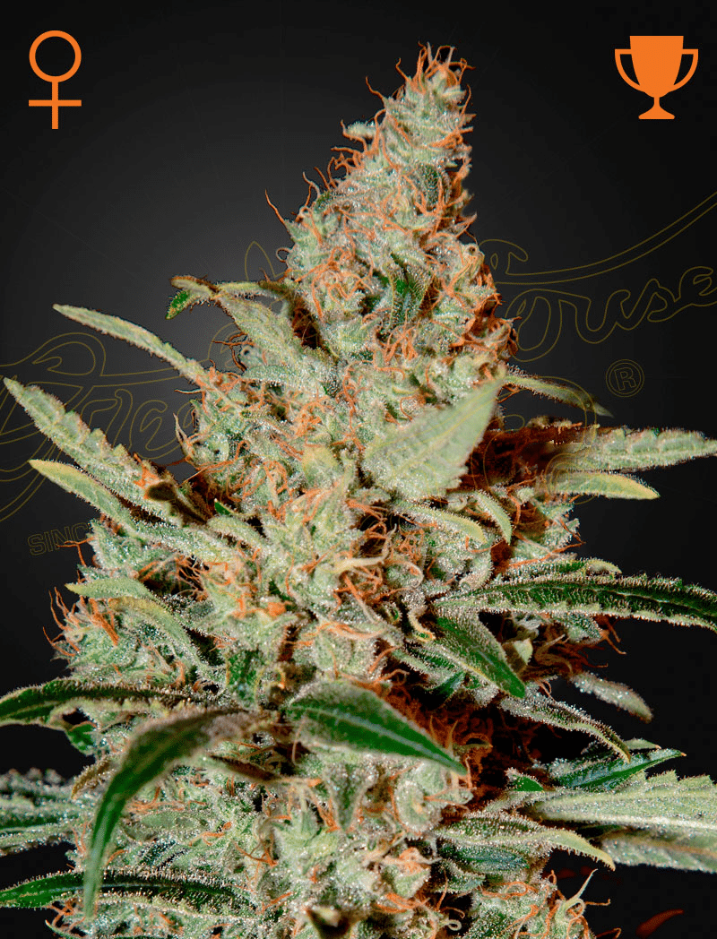 Chemdog (Green House Seeds)