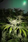 Chemhead OG