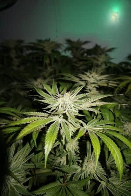Chemhead OG