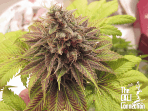 Chem Valley Kush