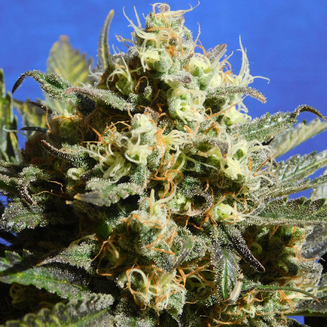 Cherry Alien Auto
