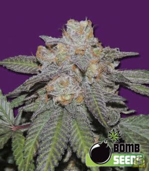 Cherry Bomb
