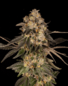 Cherry Fritter