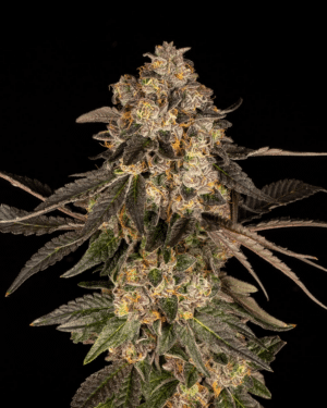 Cherry Fritter