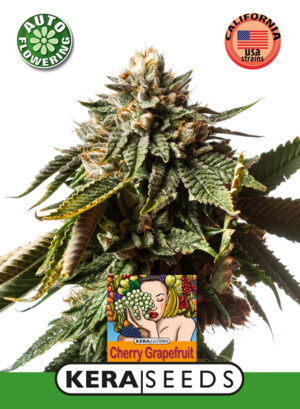 Cherry Grapefruit Auto