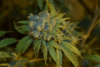 Cherry Punch Auto