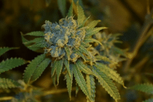 Cherry Punch Auto