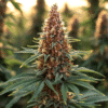 Chocberry CBD Auto